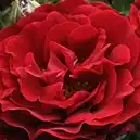 Roșu - Trandafiri - Draga™ - 